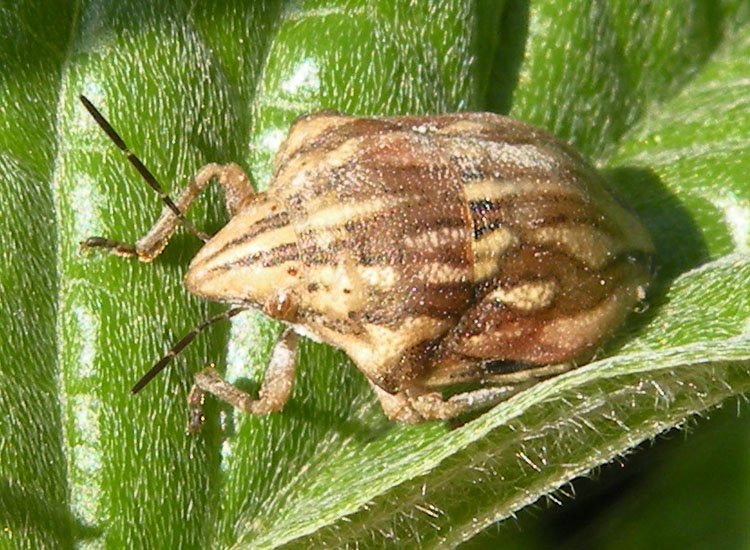 Pentatomidae: Odontotarsus purpureolineatus dell''Emilia